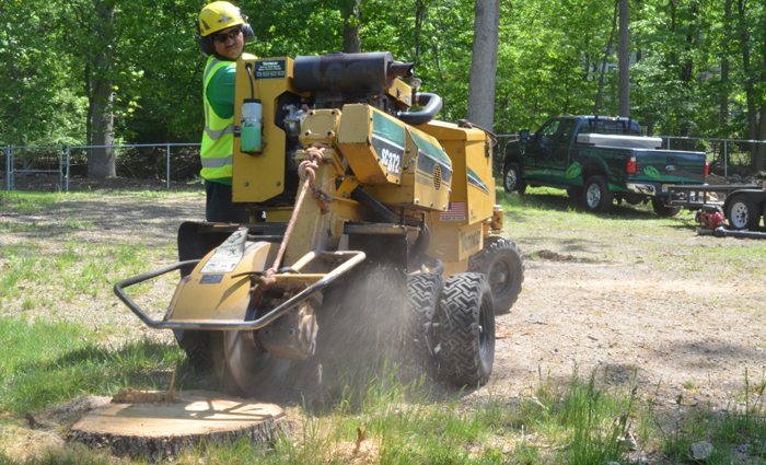 emergency stump removal