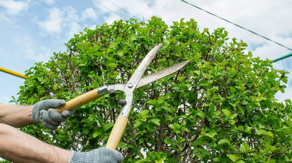 Proper tree pruning