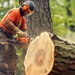 emergency stump removal
