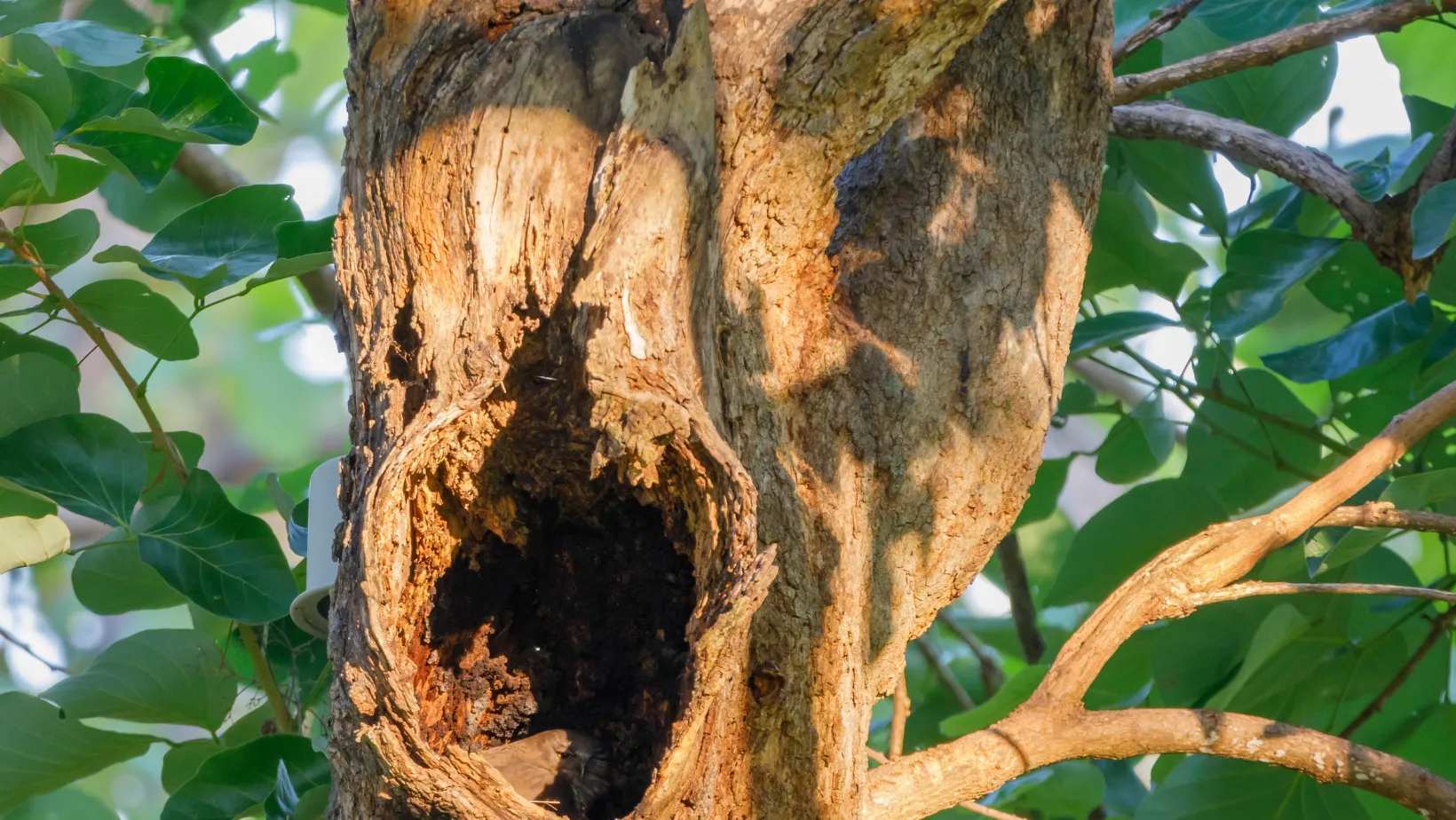 Arborist Thornleigh how to identify termite damage before it spreads