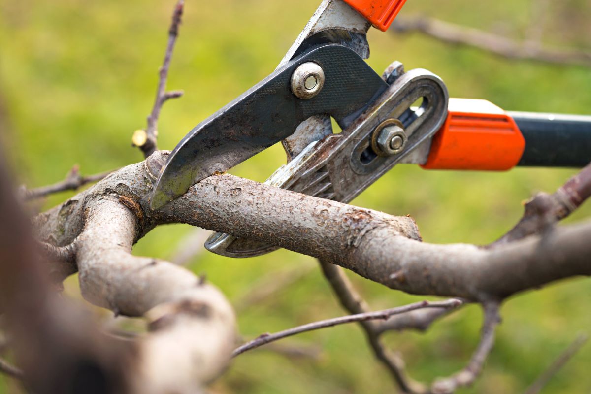 Arborist Roseville how to balance light and shade with expert pruning