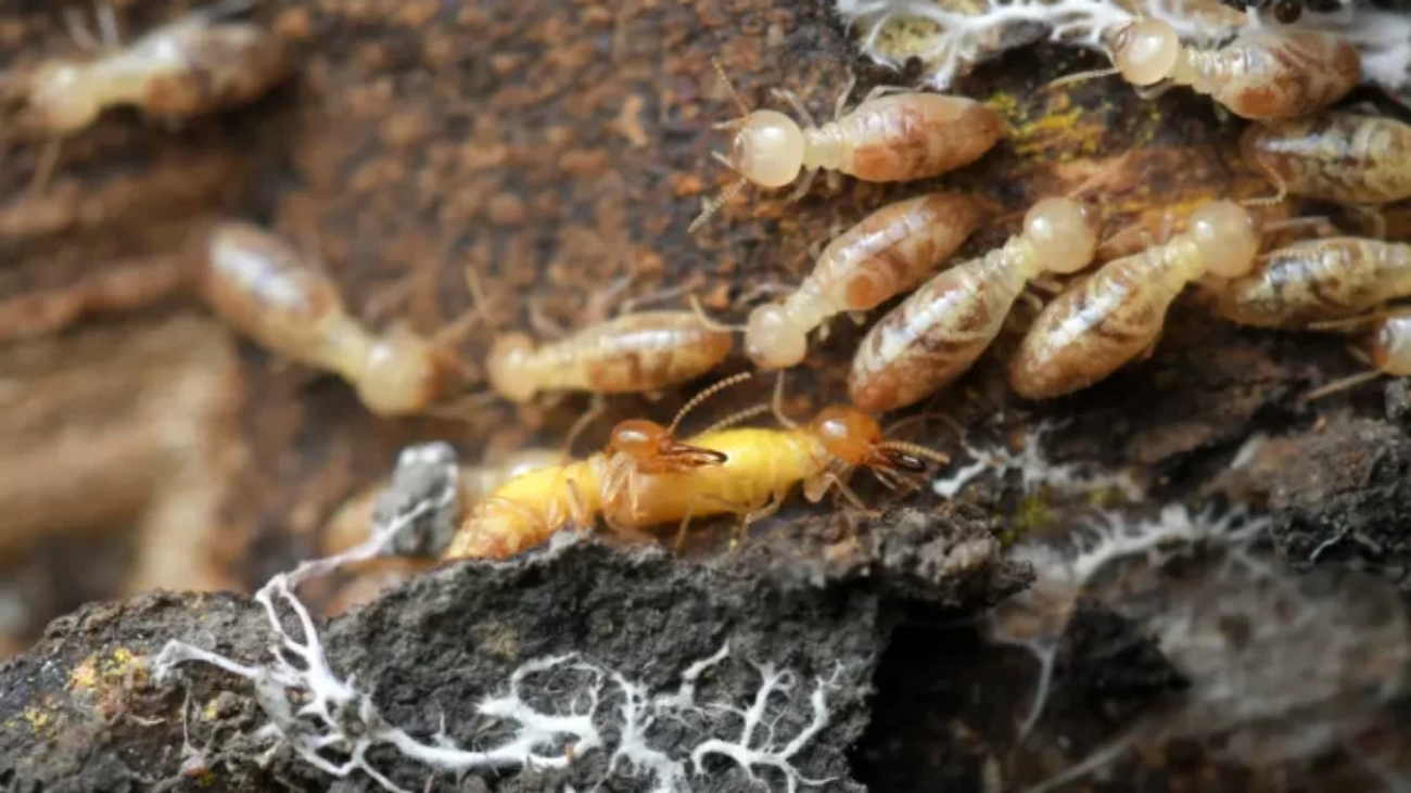 Pest and Termite Control