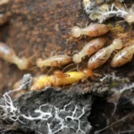 Pest and Termite Control