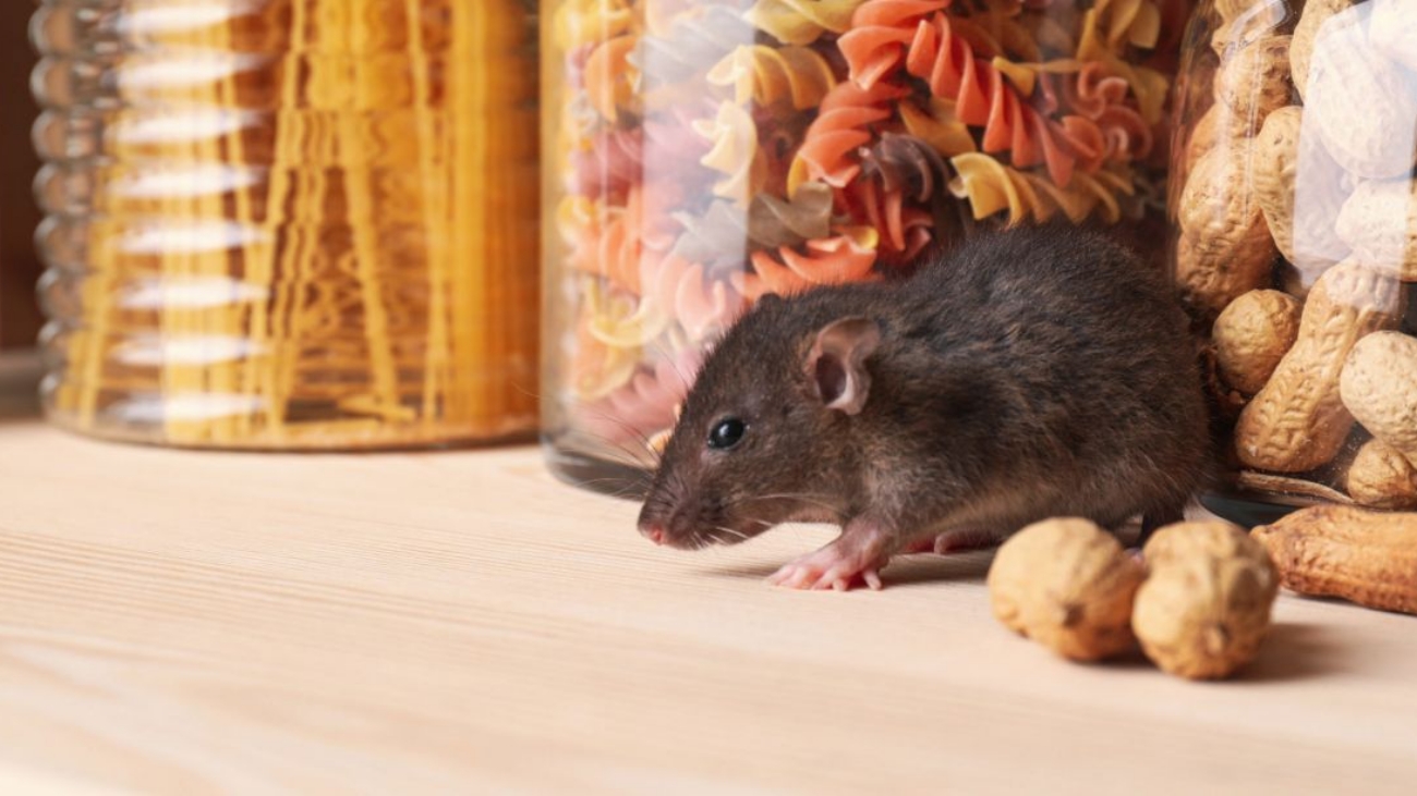 rat removal Sydney
