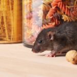 rat removal Sydney