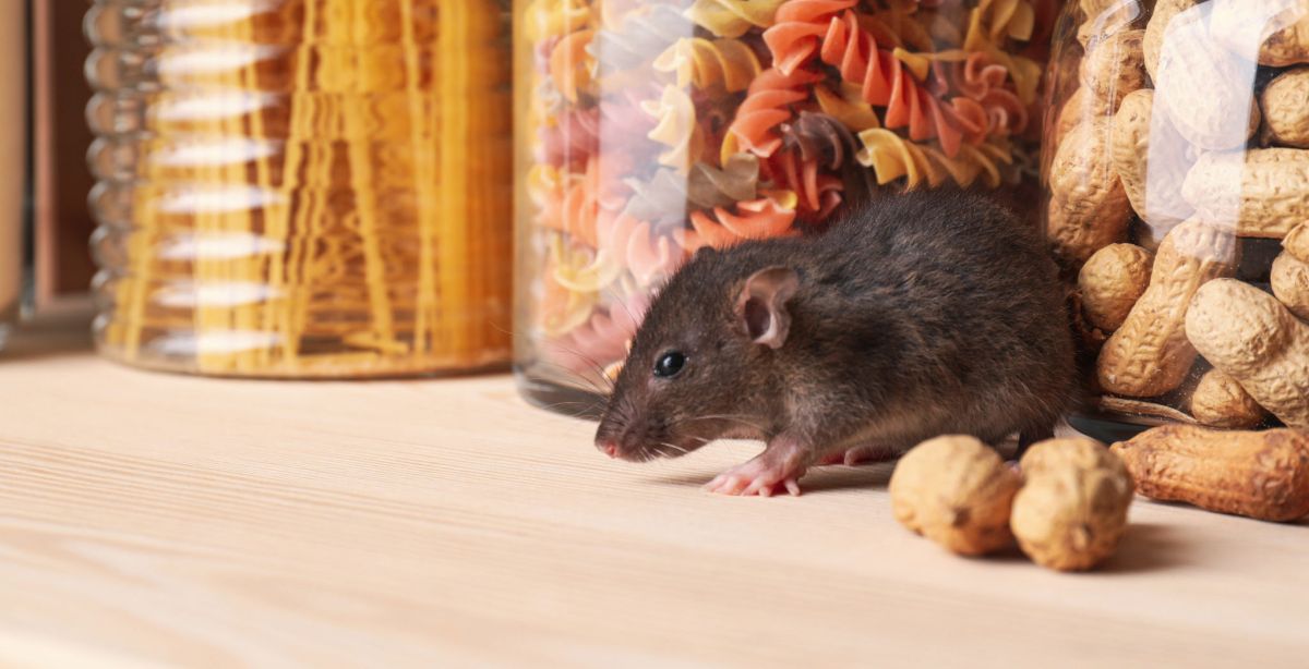 Rat Removal Sydney: How to Keep Family Homes Cleaner, Safer, and More Comfortable