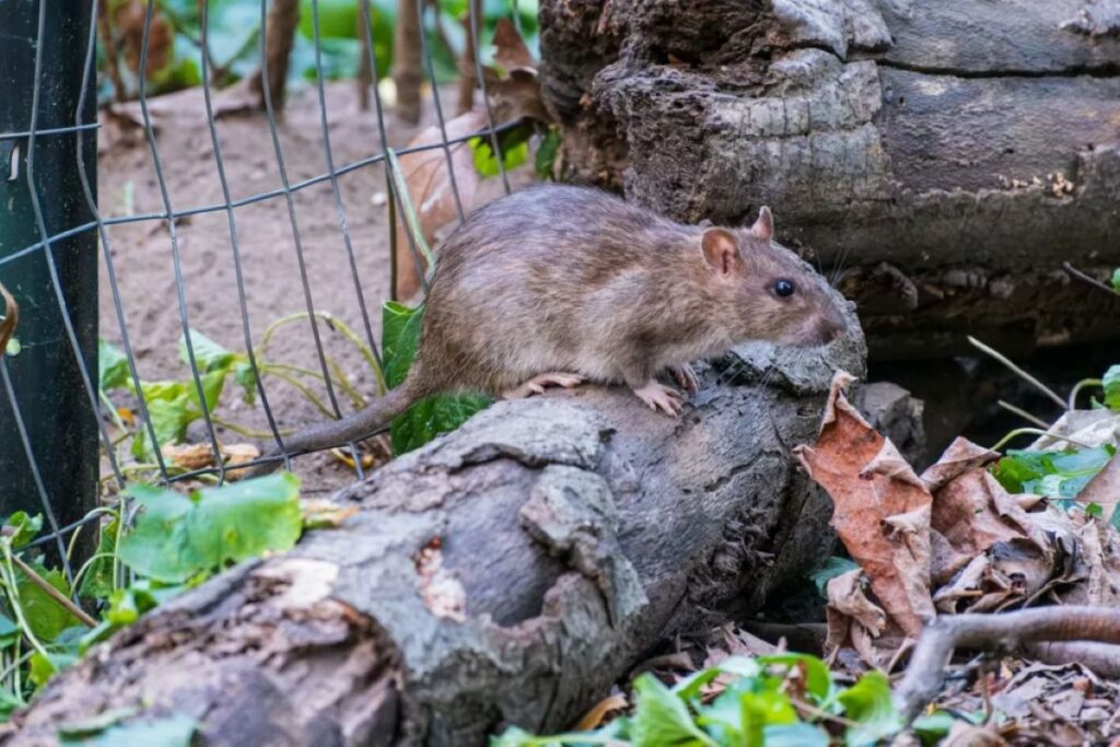 rat removal Sydney